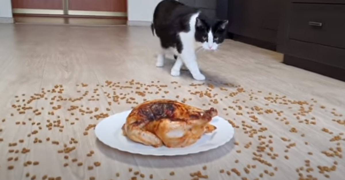 Il gattino è di fronte ad una scelta difficile: sceglierà 100 snack o un pollo intero? (video)