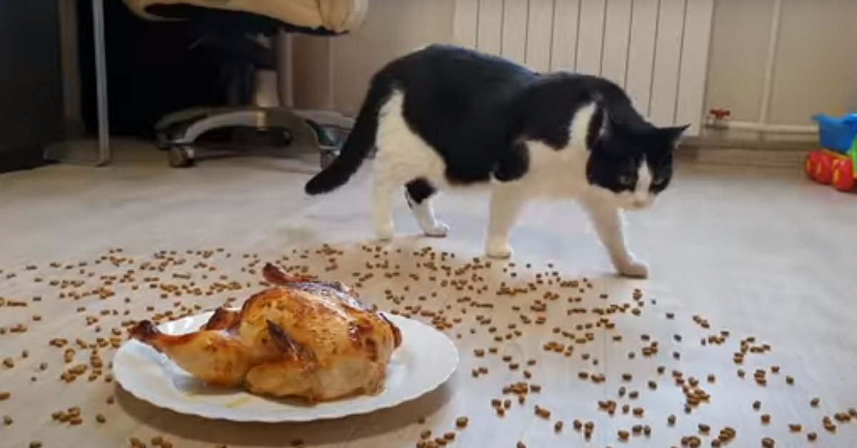 Gatto con un pollo