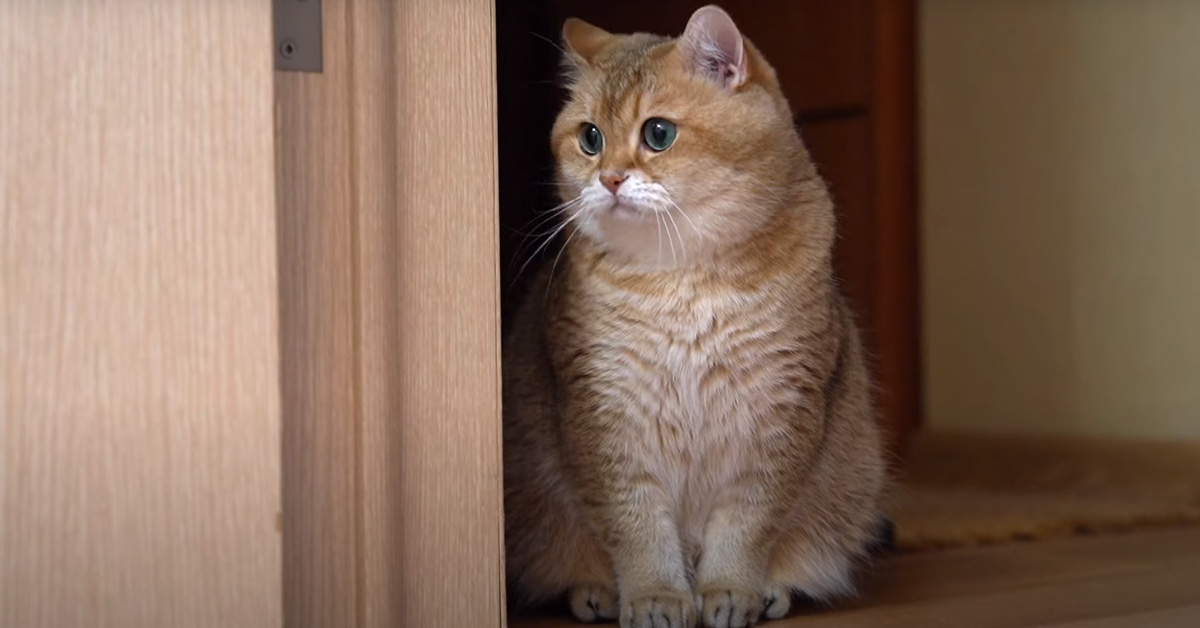 Il gattino è felice di avere un nuovo amico, un robot che gioca con lui (video)