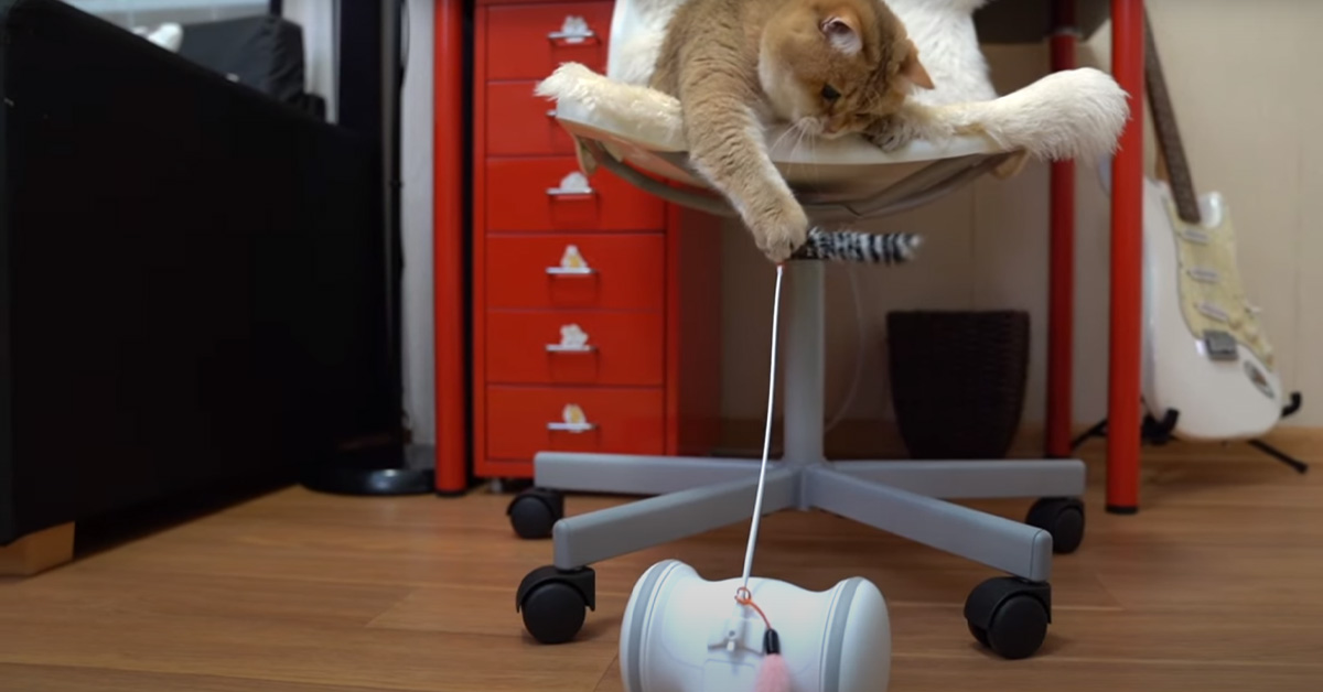 Gatto gioca con un robot