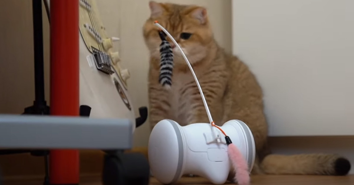 Gatto gioca con un robot