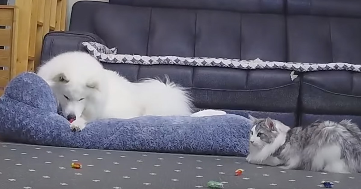 Il gattino e il Samoiedo uniscono le forze per affrontare alcuni animali giocattolo (video)