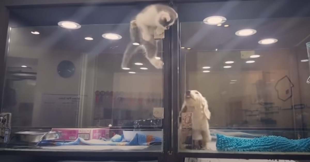 Il gattino e il cucciolo di cane non possono stare separati: il felino per fortuna sa come poterlo raggiungere (video)