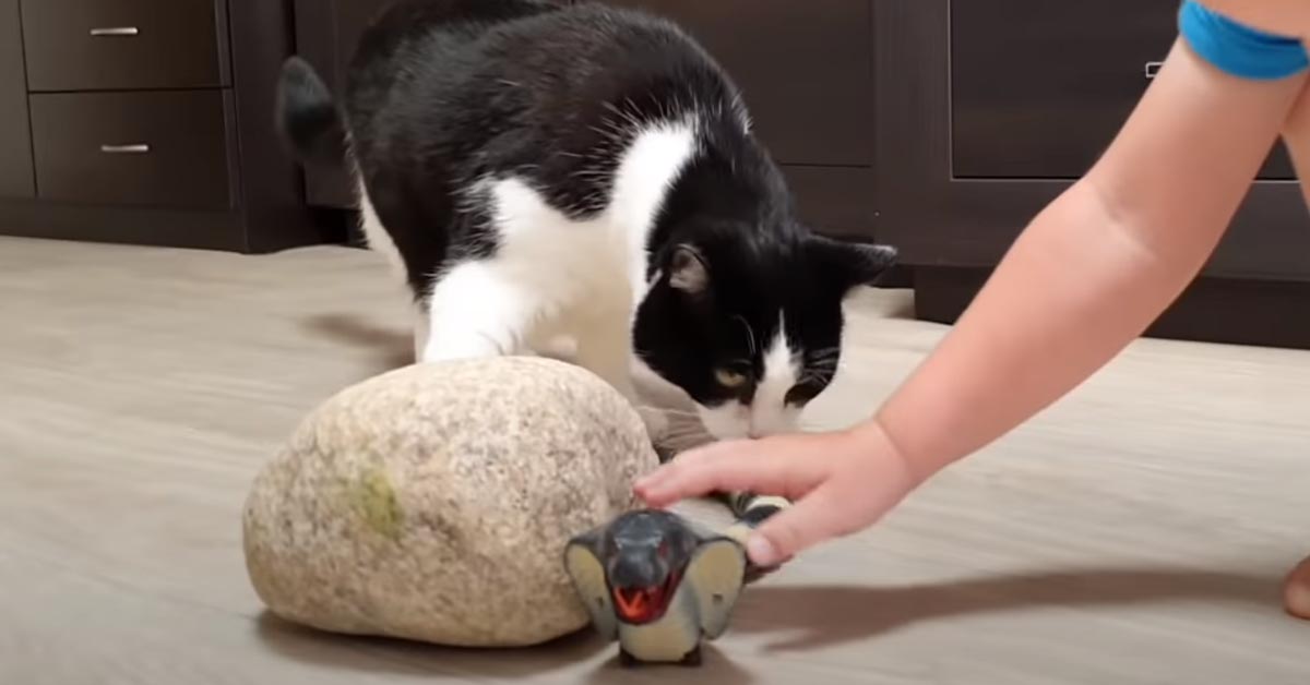 Il gattino e il suo piccolo amico, un tenero bambino, “affrontano” un serpente giocattolo (video)