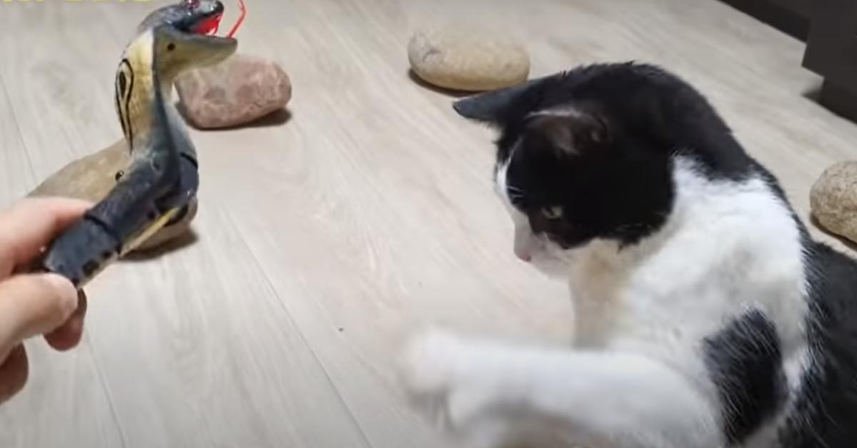 Gattino gioca con un serpente finto