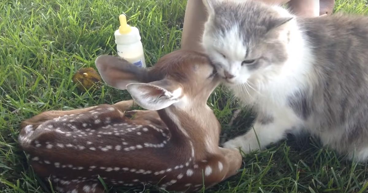 Il gattino fa amicizia con un piccolo cerbiatto e il momento è magico (video)