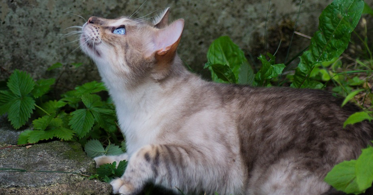 Il gattino fa un enorme salto per riuscire ad abbracciare la sua padrona (video)