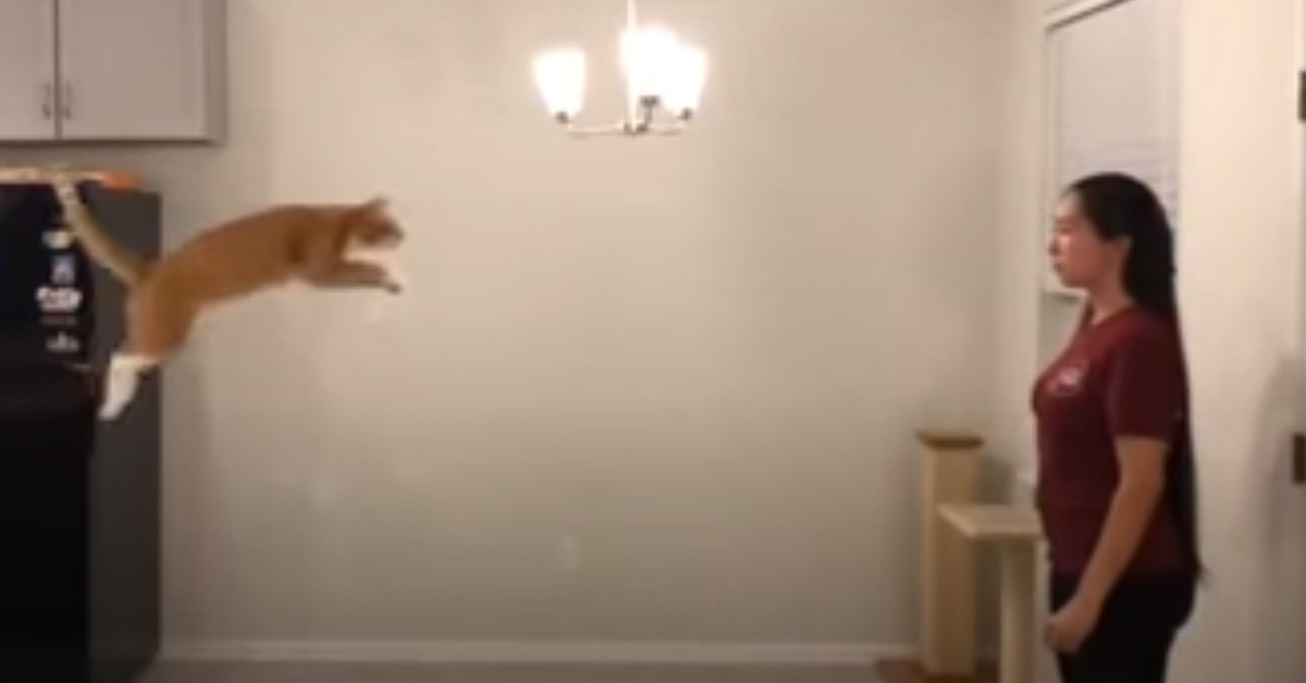 Gatto che salta
