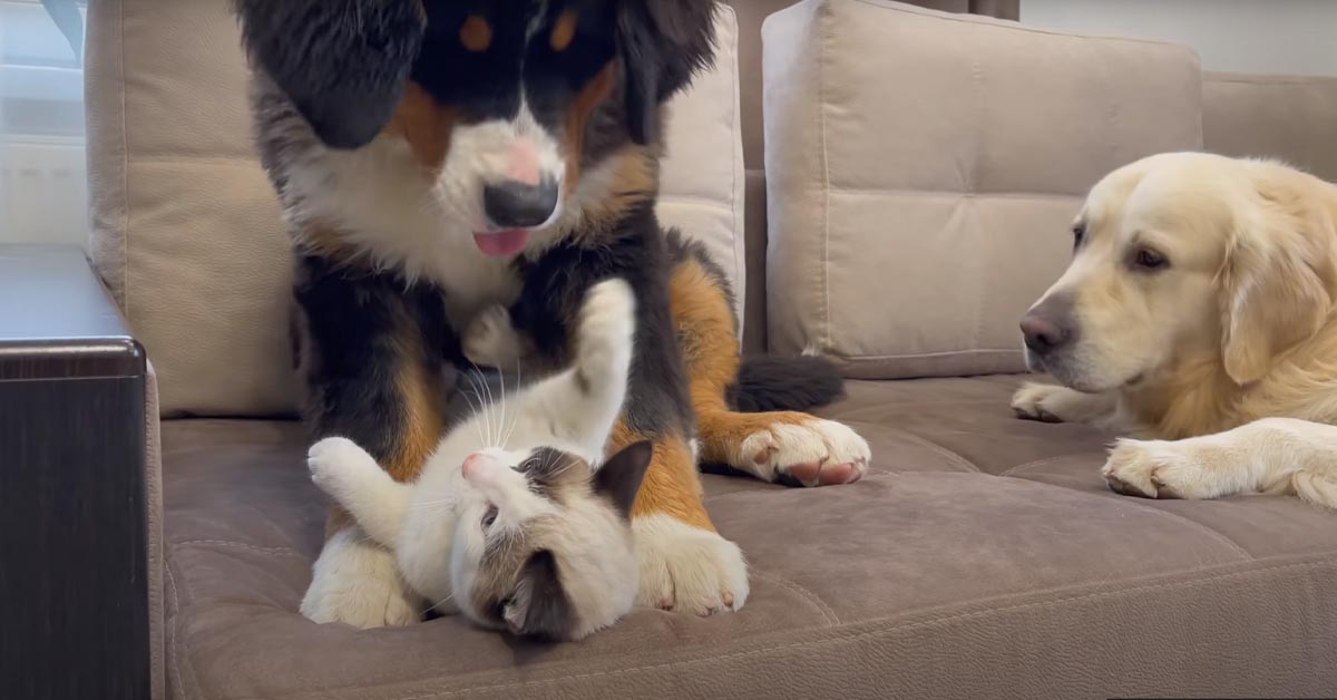 Il gattino gioca con un cucciolo di Bovaro del Bernese e con un Golden Retriever (video)