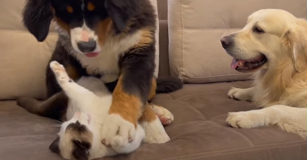 Gattino con un cucciolo di Bovaro del Bernese e con un Golden Retriever