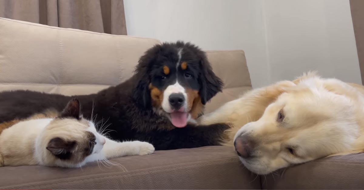 Gattino con un cucciolo di Bovaro del Bernese e con un Golden Retriever