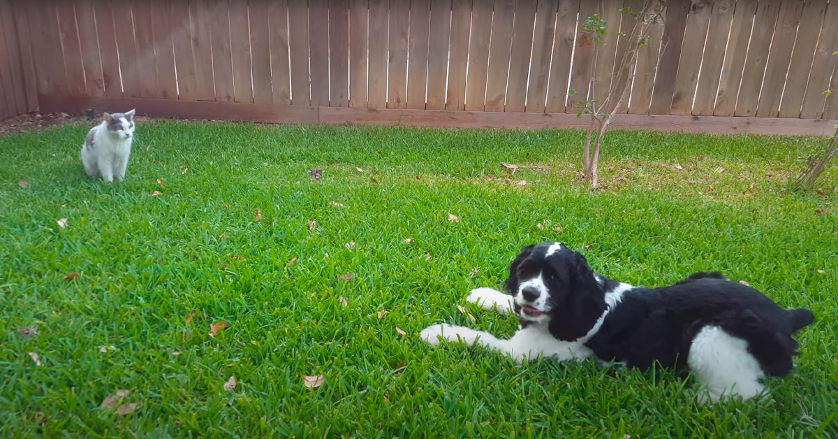Il gattino incontra un nuovo amico, un Cocker Spaniel non tanto convinto della sua nuova conoscenza (video)