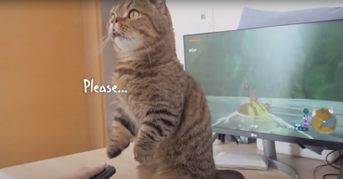 Il gattino non vuole che la sua padrona giochi al computer e il suo comportamento è virale (video)