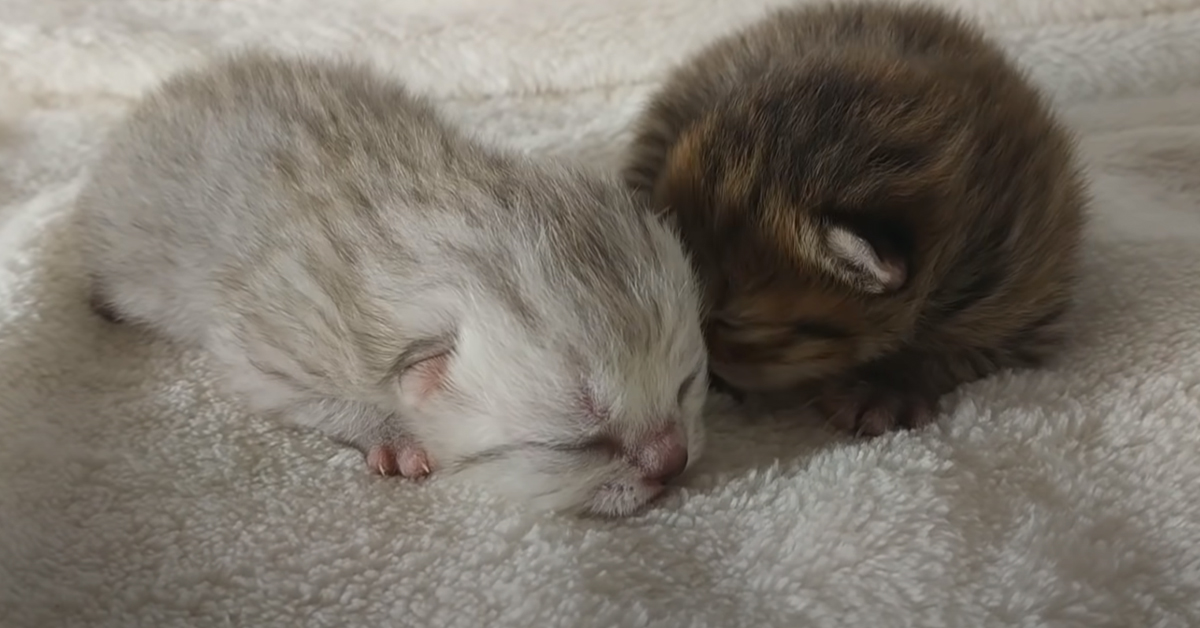 Il gattino papà Scottish Fold incontra per la prima volta i suoi cuccioli e il momento è magico (video)