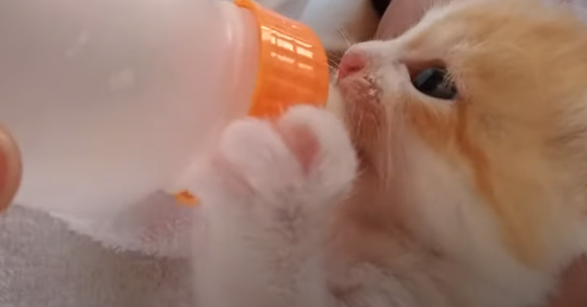 Gattino che beve da un biberon