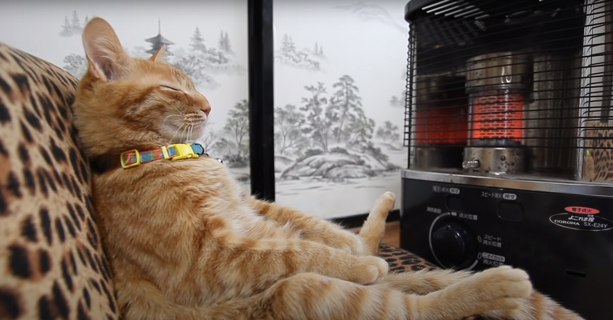 Il gattino sa come combattere il freddo e si posiziona comodamente davanti ad una stufa (video)