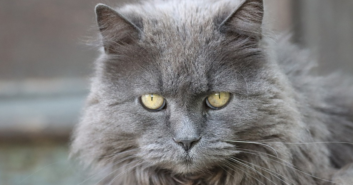 Il gattino schiaffeggia il padrone ogni volta che prova a dargli un bacino (video)