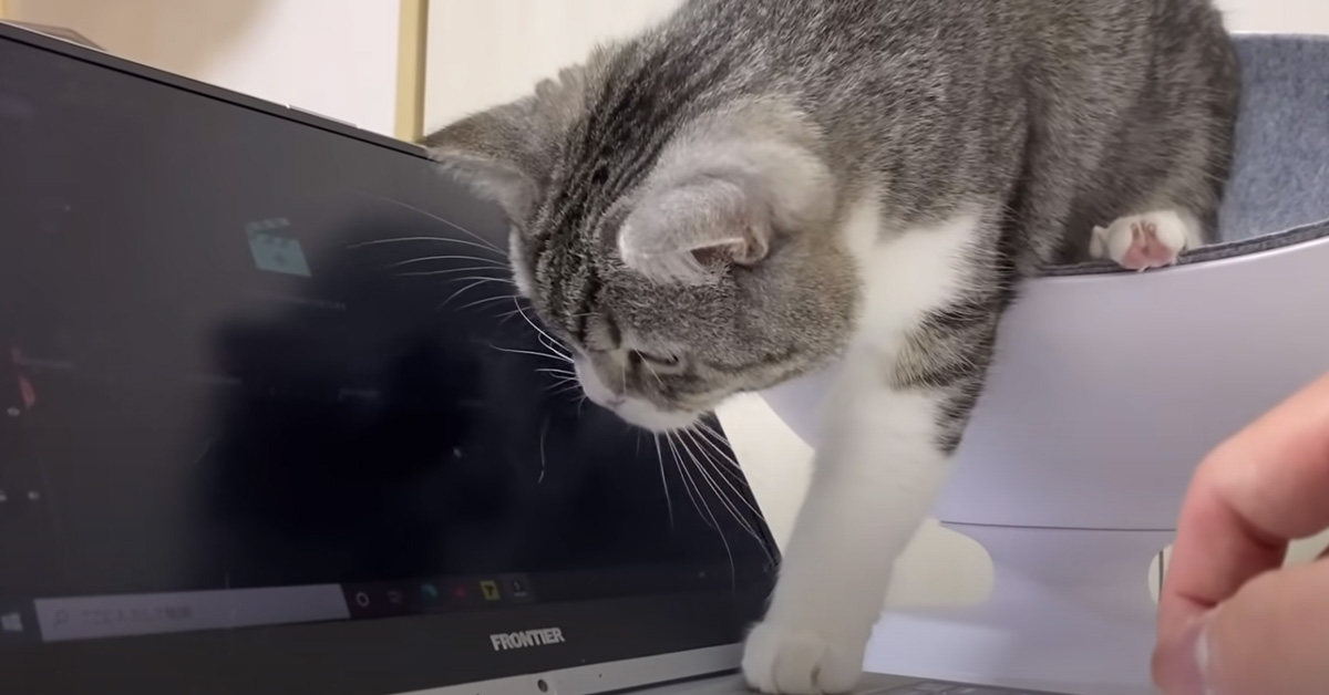 Il gattino si diverte con la freccia del mouse e si scatena per riuscire a prenderla (video)