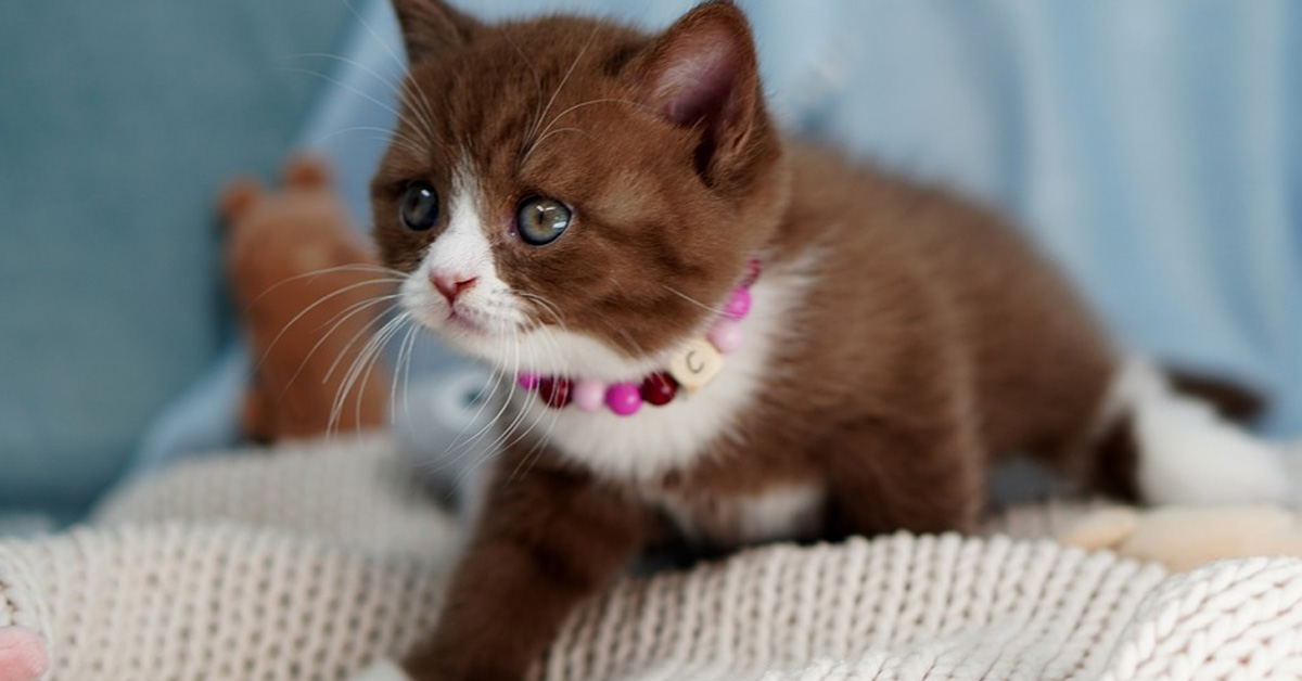 Il gattino si lascia baciare dalla bambina e il momento è tenerissimo (video)