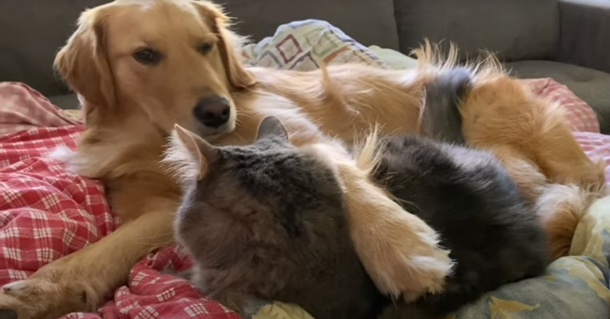 Il gattino si sveglia abbracciato ad un Golden Retriever e la sua reazione è tutta da ridere (video)