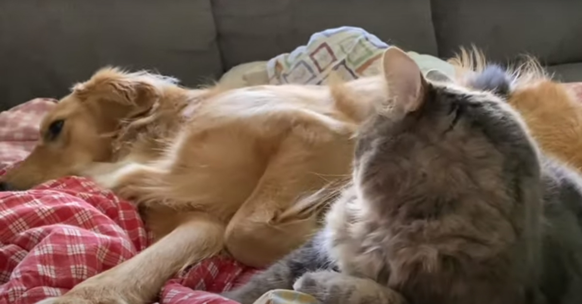 Gattino con un Golden Retriever