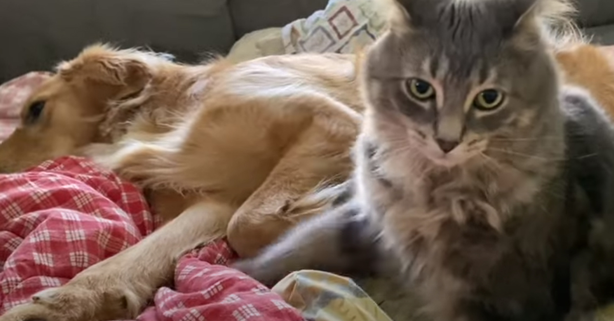 Gattino con un Golden Retriever