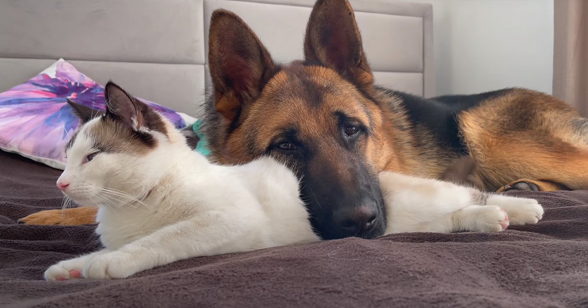 Il gattino si trasforma nel cuscino più comodo del mondo per il suo amico Pastore Tedesco (video)