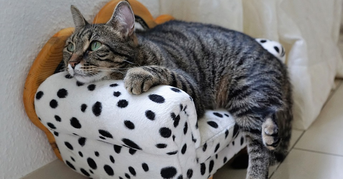 Il gattino vede i suoi vecchi filmati alla tv e ha una reazione tutta da ridere (video)