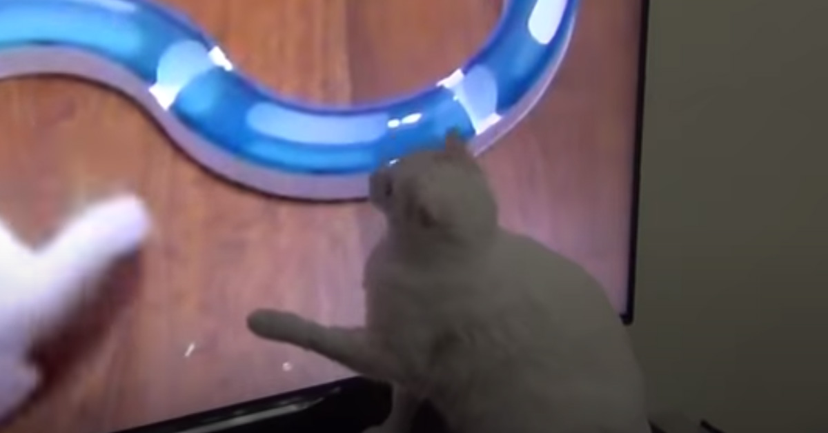 Gatto gioca con la tv