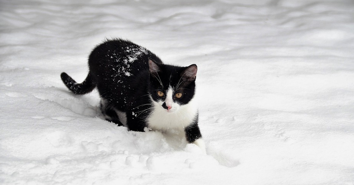 Il gattino vede la neve per la prima volta e impazzisce di gioia (video)