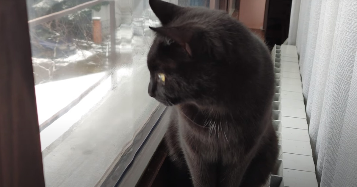 Gatto che guarda dalla finestra
