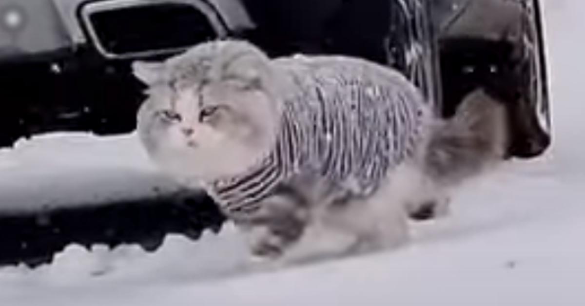 Gatto nella neve