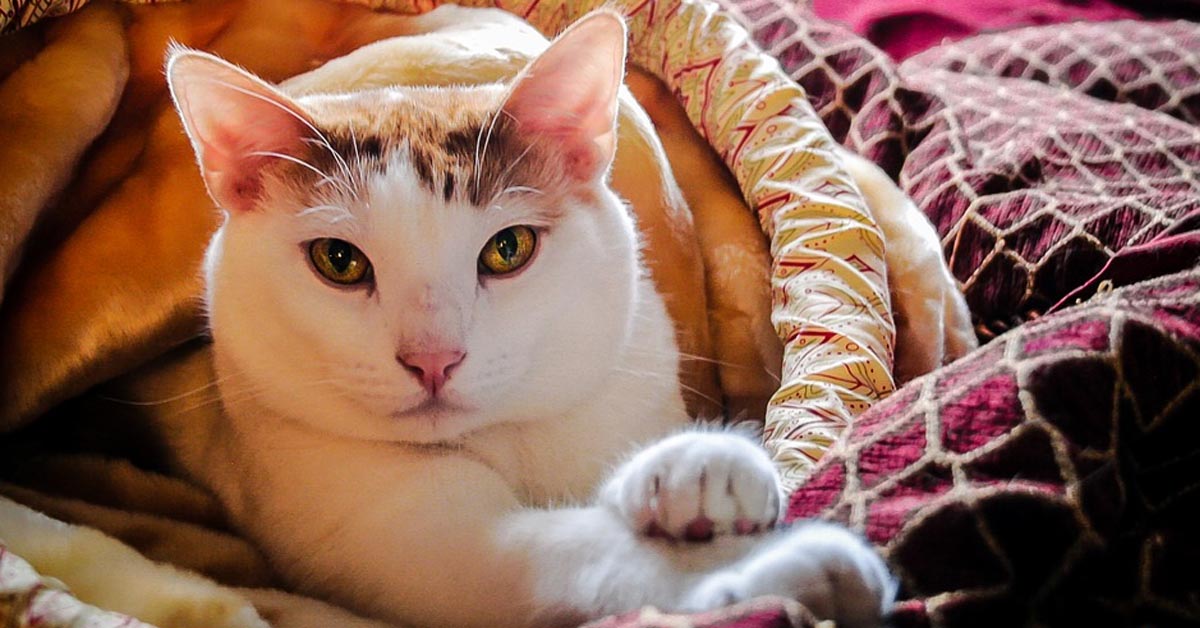 Il minuscolo gattino e il gigante Terranova sono uniti da un’amicizia davvero speciale (video)