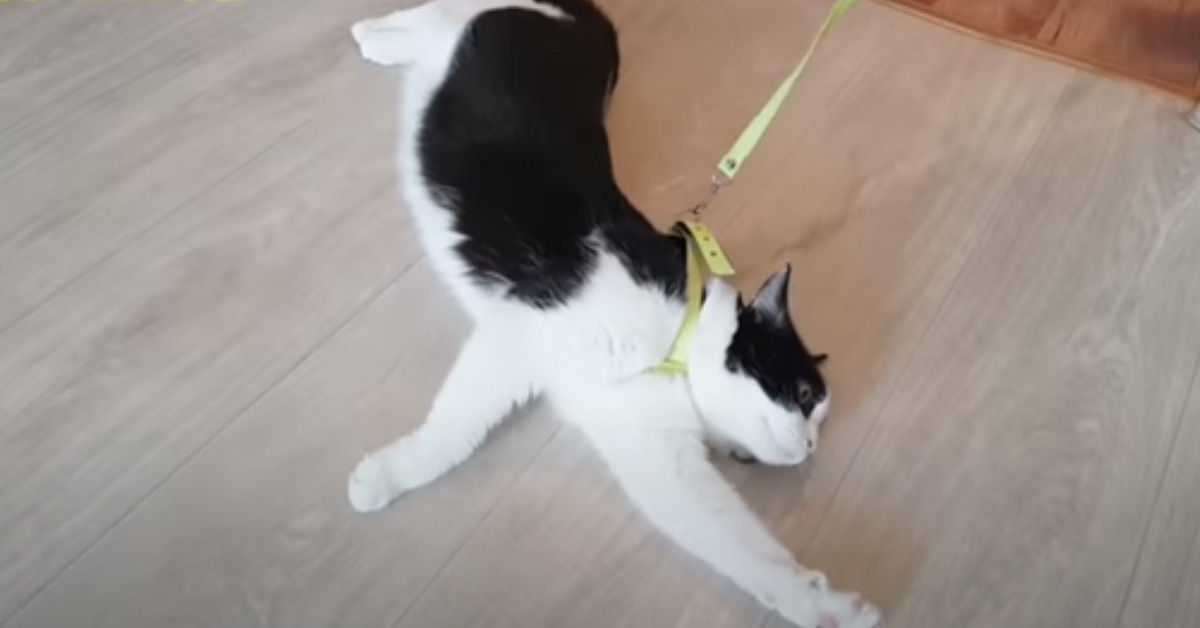 Il pigro gattino Pusic non ha nessuna intenzione di uscire a fare una passeggiata (video)