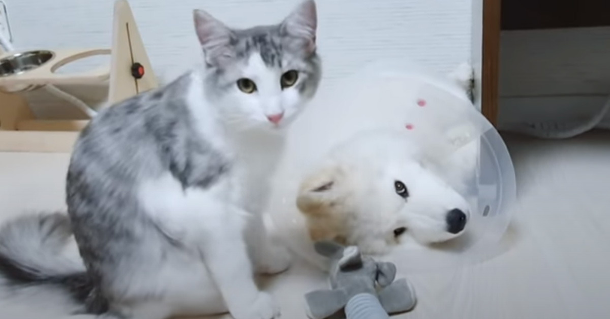 Il tenero gattino si prende cura del suo amico Samoiedo malato (video)