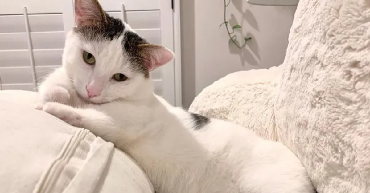 Joey, il gattino nato con una malformazione congenita ha trovato la felicità (VIDEO)
