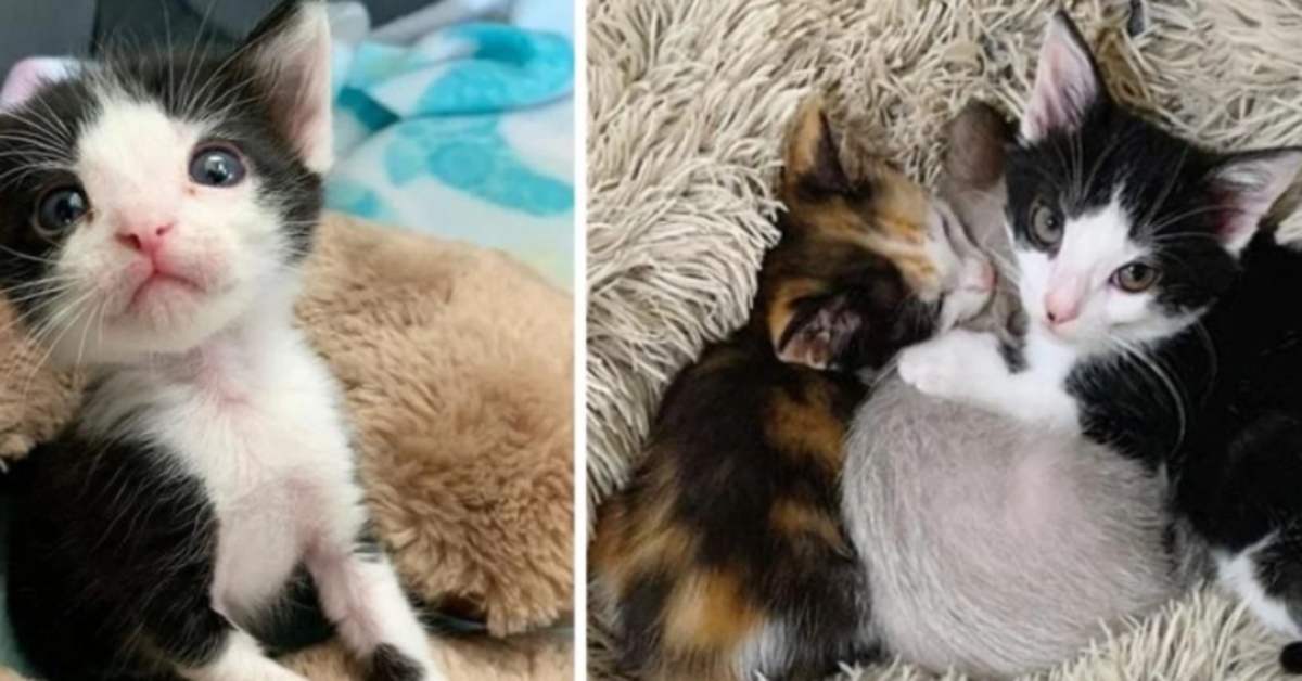 Kolbe, il gattino rifiutato da una famiglia ha finalmente trovato la felicità (VIDEO)