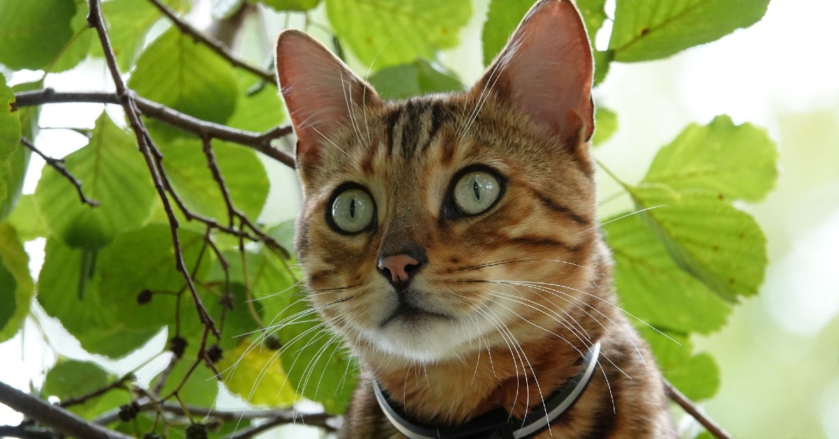 gattina del bengala coccola i figli appena nati 