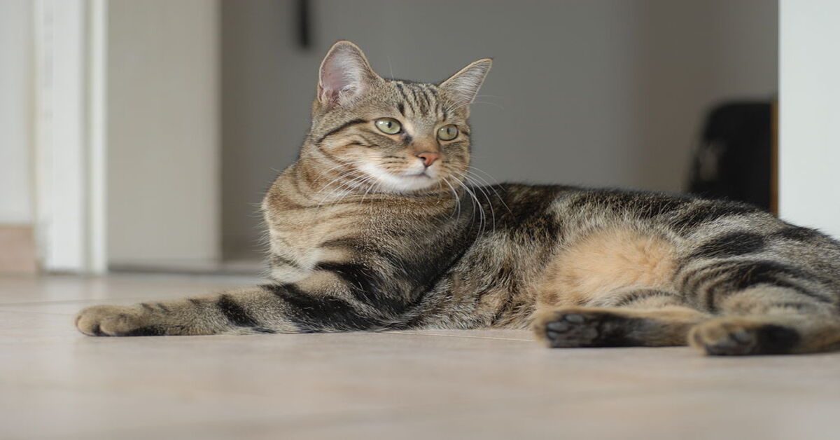 La gattina soriano Auri salta sul tavolino senza accorgersi dell’assenza del vetro (VIDEO)