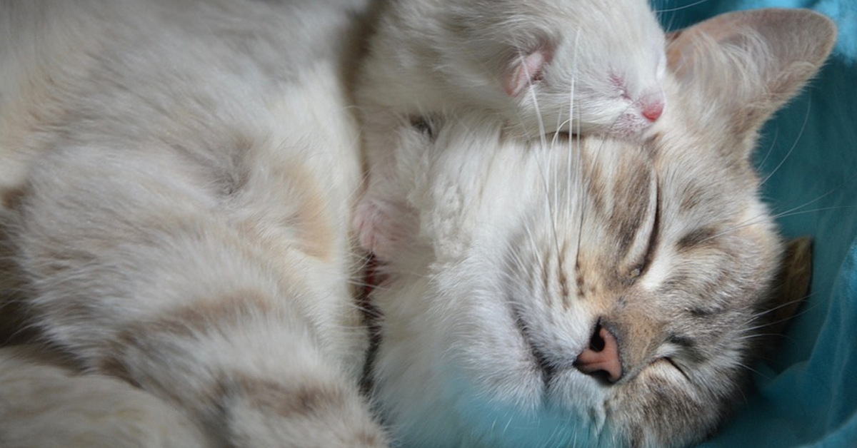 La mamma gattina vuole pulire il suo cucciolo e non accetta i capricci del piccoletto (video)