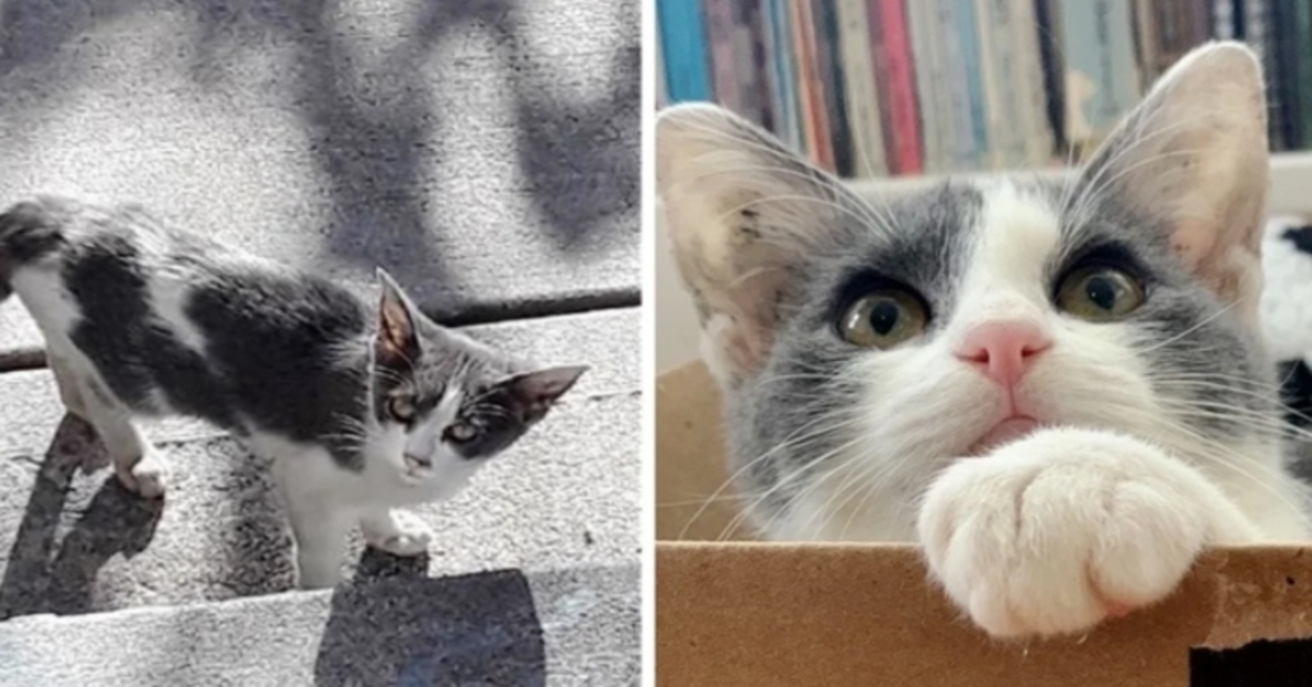 La nuova vita di Pistacchio, una gattina che ha conosciuto solo difficoltà (VIDEO)