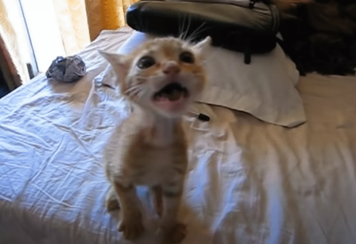 La prima volta che un gattino randagio assapora un vero pasto