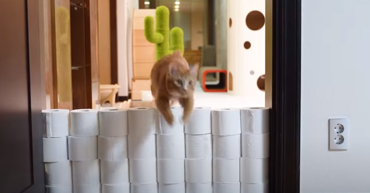 Gatto contro muro di rotoli di carta igienica