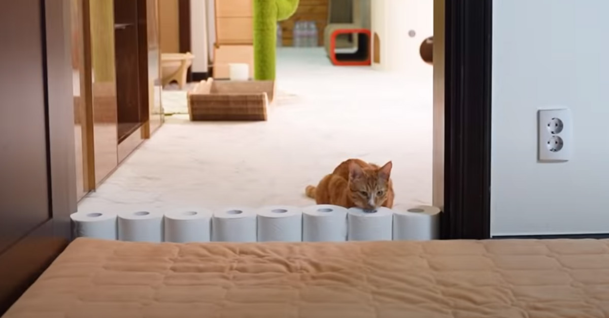 Gatto contro muro di rotoli di carta igienica