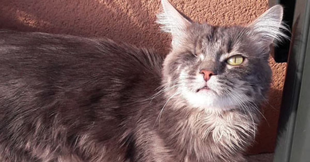 La rinascita di Justin, il gattino con un occhio solo che finalmente ha conosciuto la vera felicità (video)