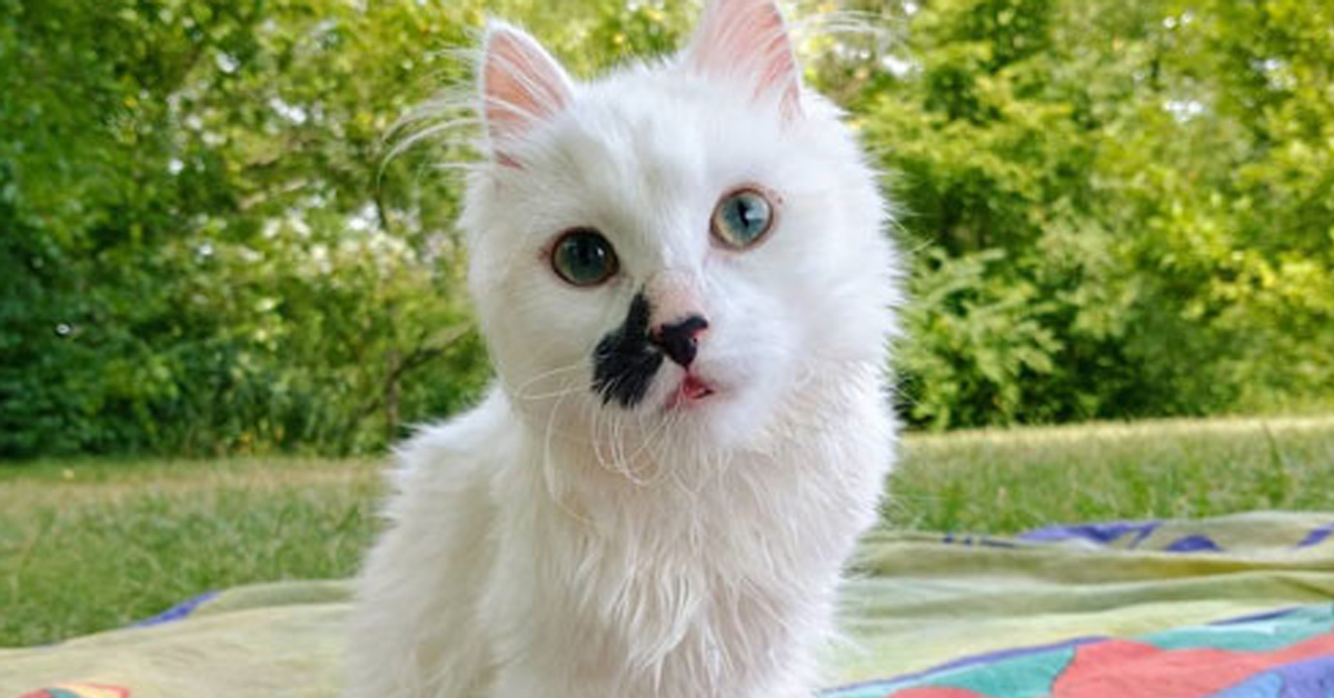 La rinascita di Nilla Bean, la gattina che finalmente può camminare grazie all’aiuto dei suoi angeli custodi (video)