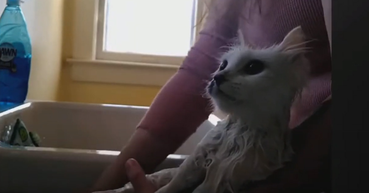 Gatto bagnato