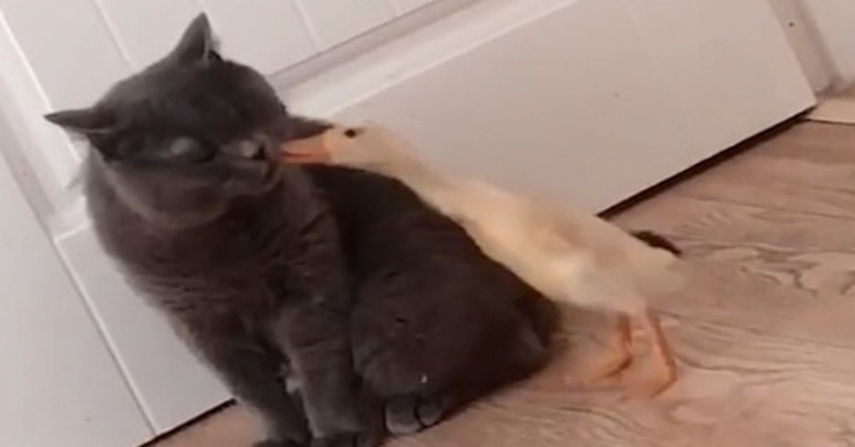 La storia dell’amicizia fra un gattino British Shorthair e un anatroccolo (VIDEO)