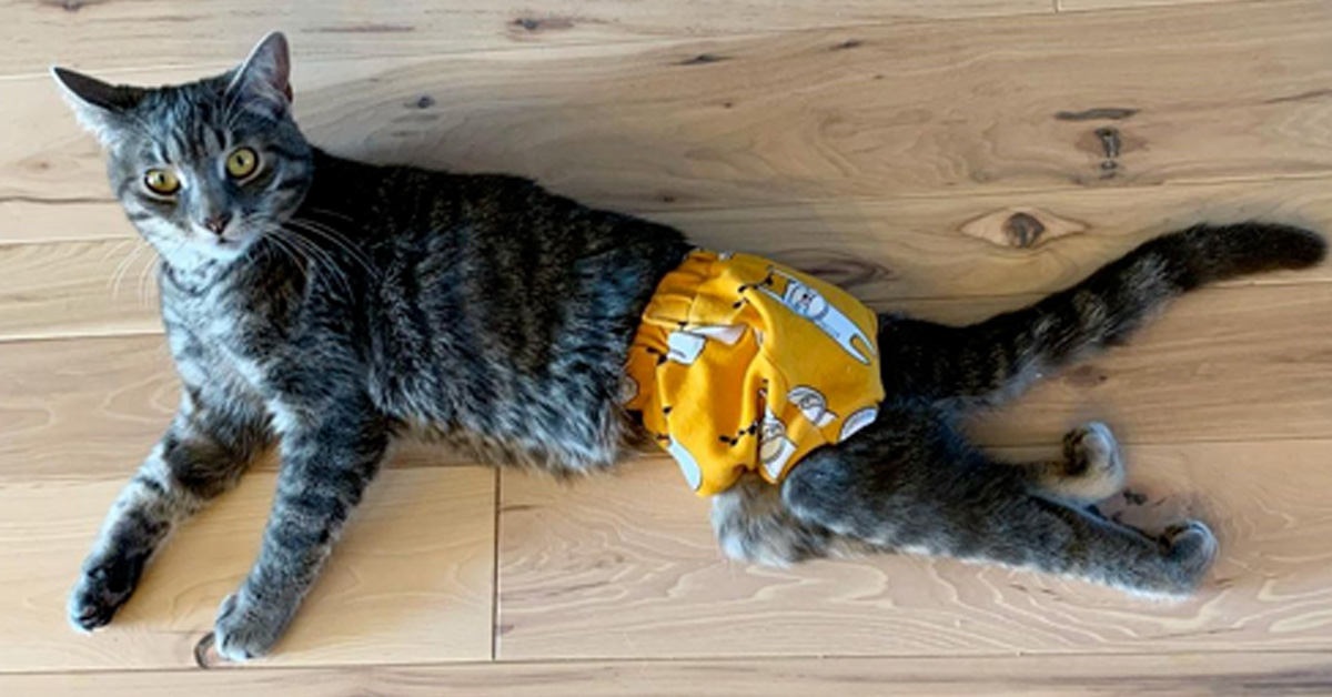 La storia di Dumpling, il gattino paralizzato che finalmente ha conosciuto la felicità (video)