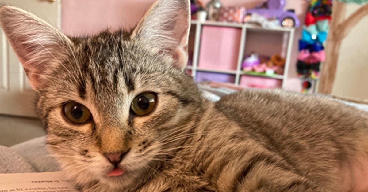 La storia di Merida, il gattino con una malattia terminale che finalmente ha trovato l’amore (video)